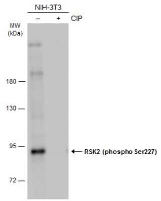 Western Blot: RSK2 [p Ser227] Antibody [NBP3-13244]